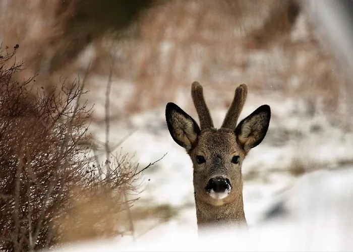 Apartment Apartamenty W Dolinie Goscina Duszniki Zdroj